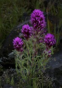 Castilleja exserta 17-3293a